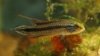 Apisto.jpg