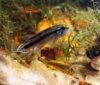 apisto-4.jpg