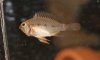 fish-720.jpg fish-720.jpg