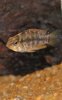 fish-730.jpg fish-730.jpg