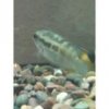 Apistogramma 2.jpg