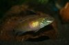 Pelvicachromis signatus female3k.jpg