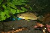 Pelvicachromis signatus malek.jpg