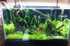 Tank_day_31.jpg