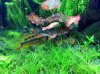 Apisto-agassizi-redneck-female.jpg