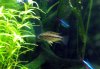 Apisto-hongsloi-II-female.jpg