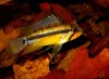 Apistogramma allpahuayo 059.JPG