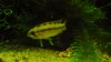 DSCN0738.JPG