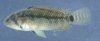 Apistogramma inconspicua_DSCN2993.jpg