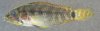 Apistogramma staecki_DSCN2431.jpg