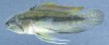 Apistogramma trifasciata_DSCN2997.jpg
