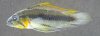Apistogramma trifasciata_DSCN2376.jpg