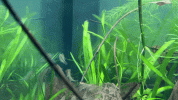 6007A9DA-9B8D-419E-BD6B-D45FE9D828A7.gif