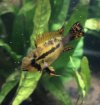 apisto_cac_female.jpg