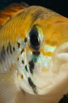 apisto alacrina eye.jpg