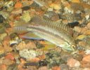 mystery-cichlid-2-apistogramma- bitaeniata.jpg