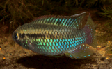 Curviceps Male Curl CU Blue.png