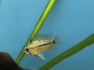 Apisto Identifiction Tank 10 - Second Image.JPG