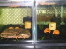 Apistogramma cacatuoides_5-27-2017.JPG