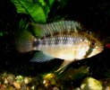 Apistogramma_sp._putumaya_M_3.jpg