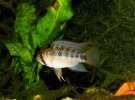 Apistogramma sp.Putumayo male.jpg