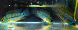 neon apisto1.jpg