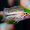apistogramma-lineata-atapabo-red-line-s-le-couple-sauvage-colombie.jpg