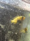 thumbnail_IMG_0245.jpg