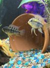 IMG_1601.jpeg