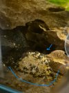 Apisto Sand Build Up.jpeg