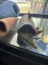 IMG_1353.jpeg