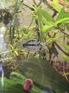 apisto female photo.jpeg