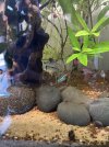 Apisto male photo.jpeg