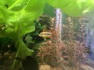 Cacatuoides han Jan 26.jpg