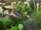 Apisto male sm.jpeg