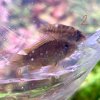 apisto1.jpg