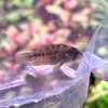 apisto2.jpg
