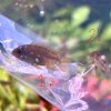 apisto3.jpg