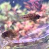 apisto4.jpg