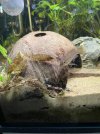 IMG_6244.jpeg