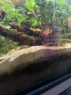 IMG_6289.jpeg