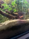 IMG_6295.jpeg