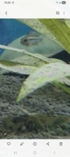 Screenshot_20260916_132227_Gallery.jpg