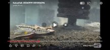 Screenshot_20260919_004151_YouTube.jpg
