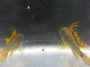 apisto2.jpg apisto2.jpg
