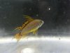 Apisto.jpg Apisto.jpg