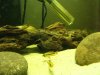 fish 017.JPG
