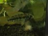 Apisto1.jpeg