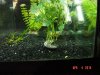Apistogramma sp. 3.JPG Apistogramma sp. 3.JPG