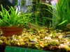 Apistogramma sp. 1.JPG Apistogramma sp. 1.JPG